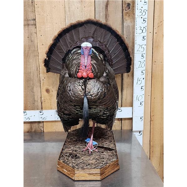 Strutting Turkey Full Body Bird Taxidermy