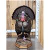 Image 1 : Strutting Turkey Full Body Bird Taxidermy
