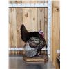 Image 2 : Strutting Turkey Full Body Bird Taxidermy