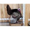 Image 3 : Strutting Turkey Full Body Bird Taxidermy