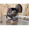 Image 4 : Strutting Turkey Full Body Bird Taxidermy