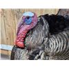 Image 5 : Strutting Turkey Full Body Bird Taxidermy