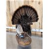 Image 6 : Strutting Turkey Full Body Bird Taxidermy