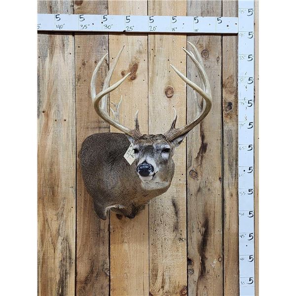 Mid 180 Class Wild Missouri Whitetail Shoulder Mount Taxidermy