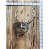 Image 1 : Mid 180 Class Wild Missouri Whitetail Shoulder Mount Taxidermy