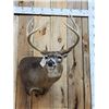 Image 2 : Mid 180 Class Wild Missouri Whitetail Shoulder Mount Taxidermy