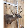 Image 3 : Mid 180 Class Wild Missouri Whitetail Shoulder Mount Taxidermy