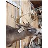 Image 4 : Mid 180 Class Wild Missouri Whitetail Shoulder Mount Taxidermy