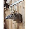 Image 5 : Mid 180 Class Wild Missouri Whitetail Shoulder Mount Taxidermy
