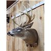 Image 6 : Mid 180 Class Wild Missouri Whitetail Shoulder Mount Taxidermy