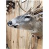 Image 7 : Mid 180 Class Wild Missouri Whitetail Shoulder Mount Taxidermy