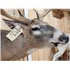 Image 8 : Mid 180 Class Wild Missouri Whitetail Shoulder Mount Taxidermy