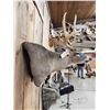Image 9 : Mid 180 Class Wild Missouri Whitetail Shoulder Mount Taxidermy