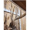 Image 10 : Main Frame 5x5 Wild Iowa Whitetail Shoulder Mount Taxidermy