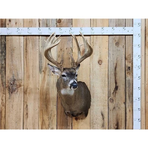 Main Frame 5x5 Wild Iowa Whitetail Shoulder Mount Taxidermy