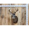 Image 1 : Main Frame 5x5 Wild Iowa Whitetail Shoulder Mount Taxidermy
