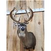 Image 2 : Main Frame 5x5 Wild Iowa Whitetail Shoulder Mount Taxidermy