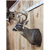 Image 3 : Main Frame 5x5 Wild Iowa Whitetail Shoulder Mount Taxidermy