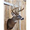 Image 4 : Main Frame 5x5 Wild Iowa Whitetail Shoulder Mount Taxidermy