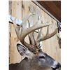 Image 5 : Main Frame 5x5 Wild Iowa Whitetail Shoulder Mount Taxidermy