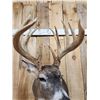 Image 6 : Main Frame 5x5 Wild Iowa Whitetail Shoulder Mount Taxidermy