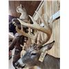 Image 7 : Main Frame 5x5 Wild Iowa Whitetail Shoulder Mount Taxidermy