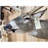 Image 10 : Monster Main Frame 6x5 200 Class Whitetail Shoulder Mount Taxidermy