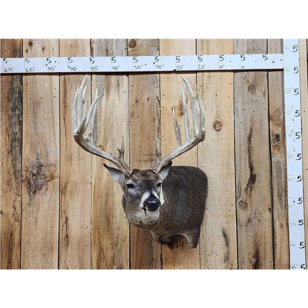 Monster Main Frame 6x5 200 Class Whitetail Shoulder Mount Taxidermy