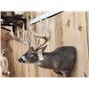 Image 2 : Monster Main Frame 6x5 200 Class Whitetail Shoulder Mount Taxidermy