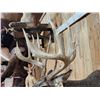 Image 3 : Monster Main Frame 6x5 200 Class Whitetail Shoulder Mount Taxidermy