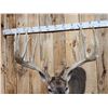 Image 4 : Monster Main Frame 6x5 200 Class Whitetail Shoulder Mount Taxidermy