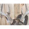Image 5 : Monster Main Frame 6x5 200 Class Whitetail Shoulder Mount Taxidermy