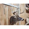 Image 6 : Monster Main Frame 6x5 200 Class Whitetail Shoulder Mount Taxidermy