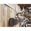 Image 7 : Monster Main Frame 6x5 200 Class Whitetail Shoulder Mount Taxidermy