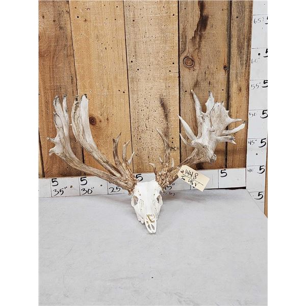 Monster 300 Class Double Main Beam Whitetail Antlers On Skull