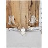 Image 1 : Monster 300 Class Double Main Beam Whitetail Antlers On Skull