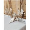 Image 2 : Monster 300 Class Double Main Beam Whitetail Antlers On Skull