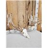 Image 3 : Monster 300 Class Double Main Beam Whitetail Antlers On Skull