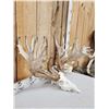 Image 4 : Monster 300 Class Double Main Beam Whitetail Antlers On Skull