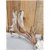 Image 5 : Monster 300 Class Double Main Beam Whitetail Antlers On Skull