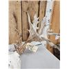 Image 6 : Monster 300 Class Double Main Beam Whitetail Antlers On Skull