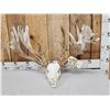 Image 7 : Monster 300 Class Double Main Beam Whitetail Antlers On Skull