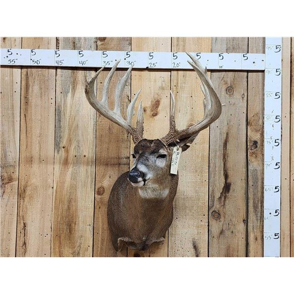 High 190 Class Wild Iowa Whitetail Shoulder Mount