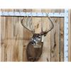Image 1 : High 190 Class Wild Iowa Whitetail Shoulder Mount