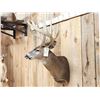 Image 2 : High 190 Class Wild Iowa Whitetail Shoulder Mount