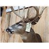 Image 3 : High 190 Class Wild Iowa Whitetail Shoulder Mount