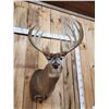 Image 4 : High 190 Class Wild Iowa Whitetail Shoulder Mount