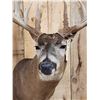 Image 5 : High 190 Class Wild Iowa Whitetail Shoulder Mount