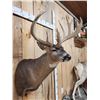 Image 6 : High 190 Class Wild Iowa Whitetail Shoulder Mount