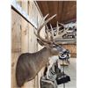 Image 7 : High 190 Class Wild Iowa Whitetail Shoulder Mount